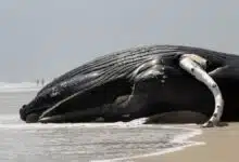 Las ballenas muertas están apareciendo en la costa este. La razón sigue siendo un misterio.