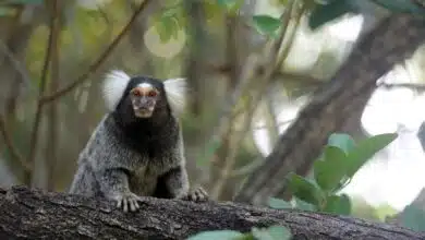 Los titíes con percepción de tono proporcionan un nuevo modelo para la audición humana 1 Los titíes con percepción de tono proporcionan un nuevo modelo para la audición humana