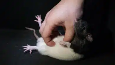 A los ratones les encanta que les hagan cosquillas, cuando están de humor [Video]