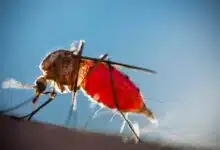 Predicción de poblaciones de mosquitos para controlar enfermedades