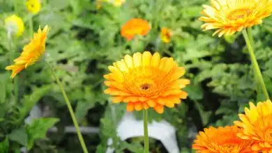 Dentro de la red de asesores climáticos de Joe Biden 4 Dentro de la red de asesores climáticos de Joe Biden