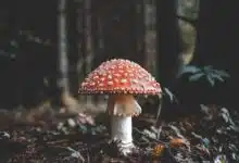 Amanita or fly agaric is a psychotropic mushroom found widely in Canada.