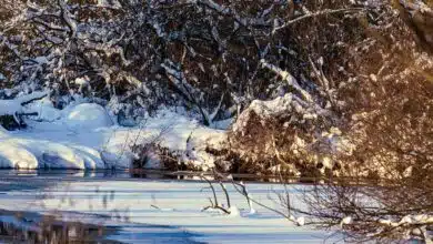 Cómo una administración Biden podría revertir el legado climático de Trump 9 Cómo una administración Biden podría revertir el legado climático de Trump