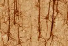 Cómo una extraña condición resuelve un misterio de la neurociencia