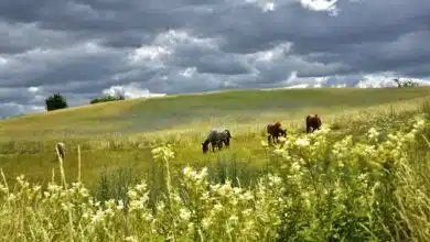 Los críticos de los herbicidas de Dow demandan a la EPA por su aprobación 8 Los críticos de los herbicidas de Dow demandan a la EPA por su aprobación