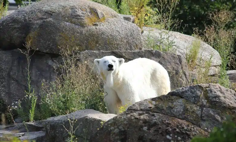 Los niveles de carbono vuelven a dispararse a medida que los países salen del bloqueo 1 Los niveles de carbono vuelven a dispararse a medida que los países salen del bloqueo