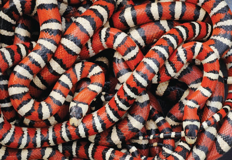 habilidades visuales rojas 2 1696151945 799 habilidades visuales rojas