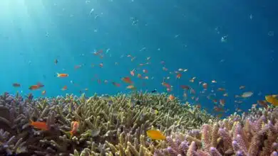 Picture of an ocean ecosystem