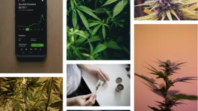 Más allá del humo: comprender los matices de la marihuana como inversión 2 How to invest in cannabis stocks