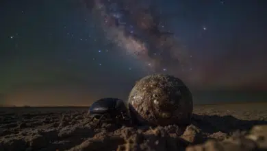 Navegación de mil millones de estrellas del escarabajo pelotero aplicada a drones 9 dung beetles navigate by the stars.