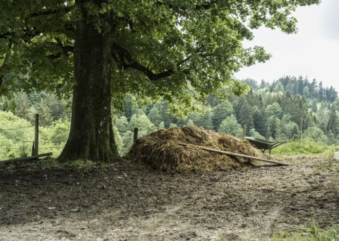 Estiércol de vaca biomaterial - Green Prophet 1 A pile of cow dung with hay on a farm under a tree