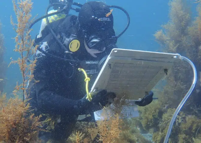 Buceo, documentos de Spurs y listas de verificación de seguridad en los problemas de seguridad de Egipto 1 kelp restoration