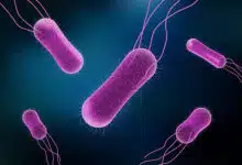 La salmonella es astuta: ten cuidado 12 La salmonella es astuta: ten cuidado